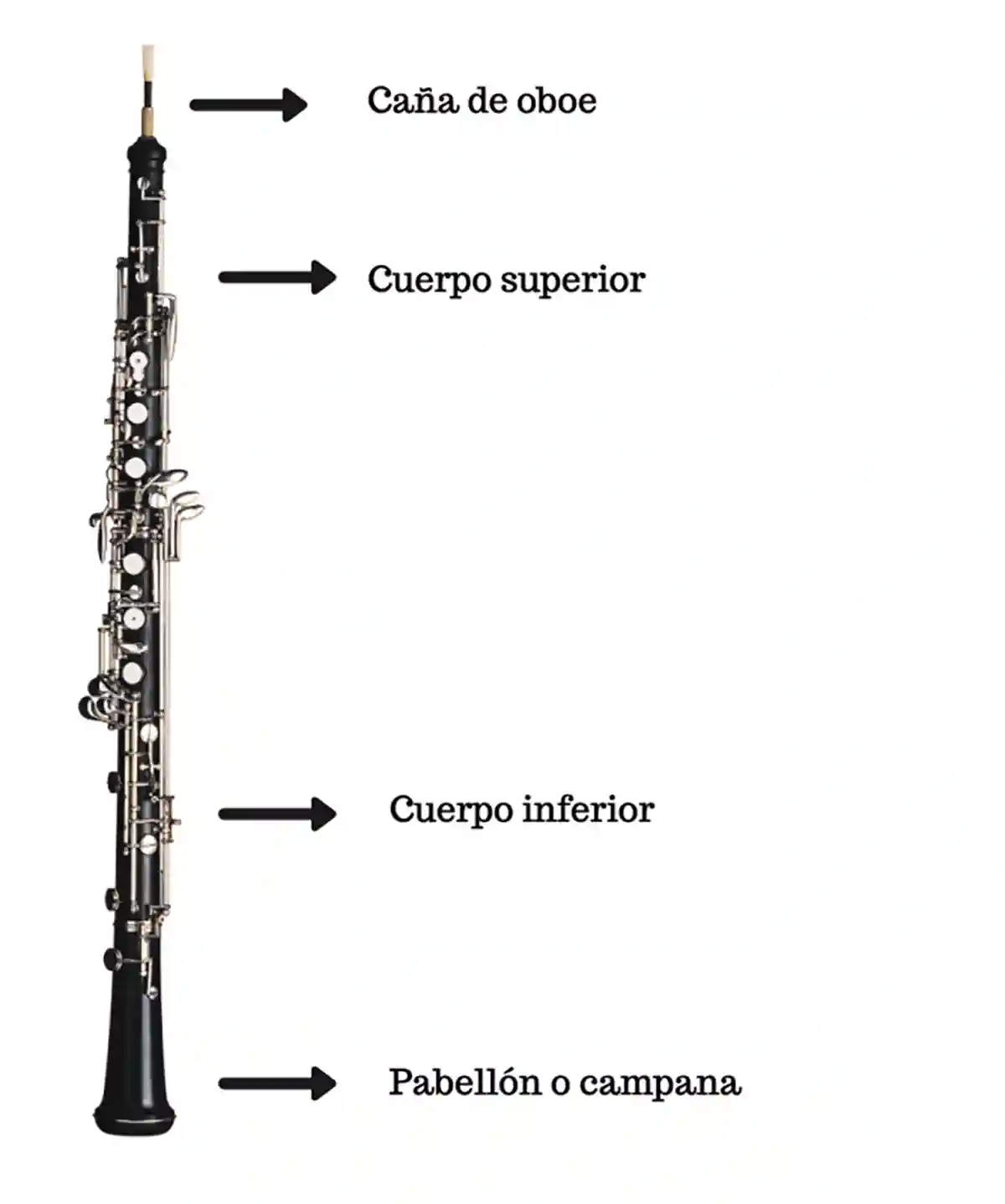 El Oboe Partes
